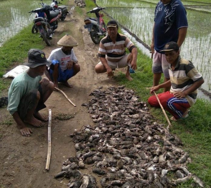 Detail Cara Mengusir Tikus Di Loteng Rumah Nomer 26