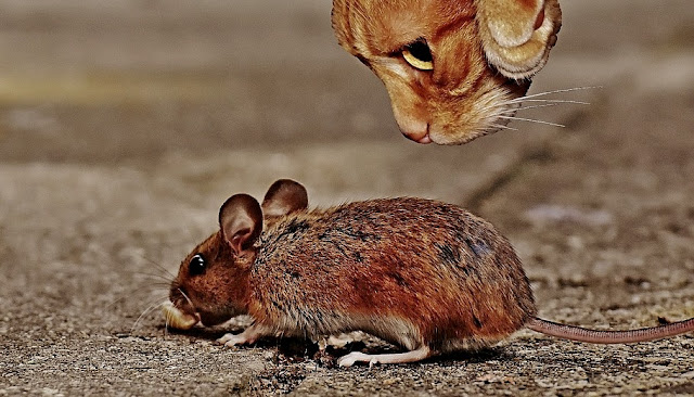 Detail Cara Mengusir Tikus Di Loteng Rumah Nomer 31