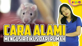 Detail Cara Mengusir Tikus Di Loteng Rumah Nomer 32