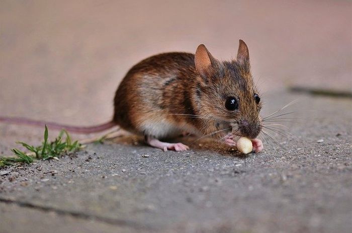 Detail Cara Mengusir Tikus Di Loteng Rumah Nomer 42