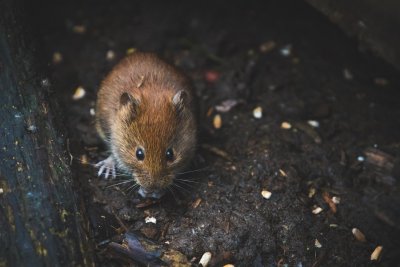 Detail Cara Mengusir Tikus Paling Ampuh Di Rumah Nomer 33