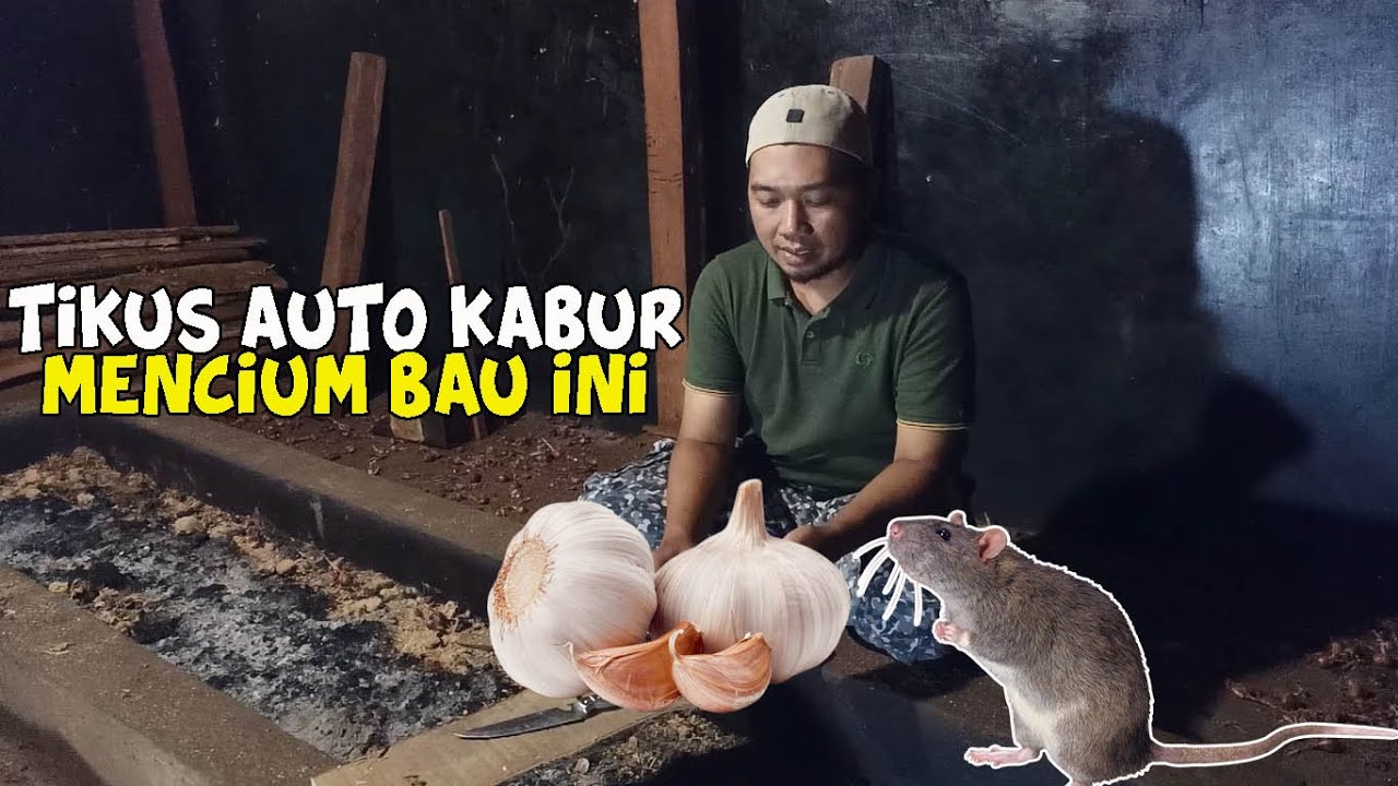 Detail Cara Mengusir Tikus Paling Ampuh Di Rumah Nomer 7