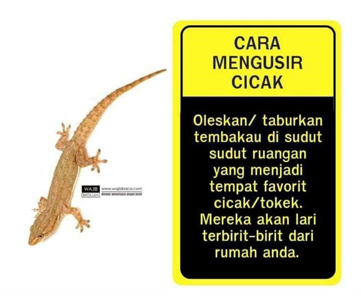 Detail Cara Mengusir Tokek Dalam Rumah Nomer 46