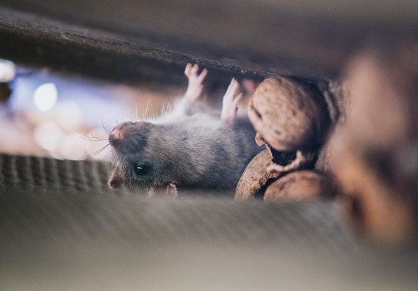 Detail Cara Menjebak Tikus Di Rumah Nomer 15