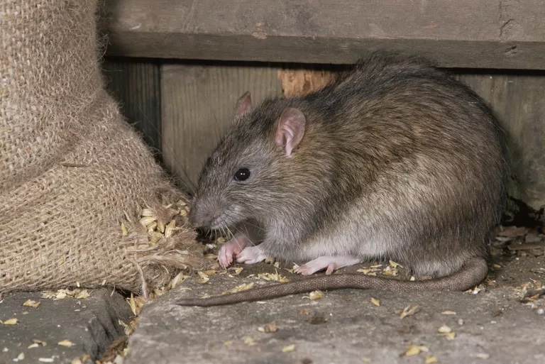 Detail Cara Menjebak Tikus Di Rumah Nomer 37