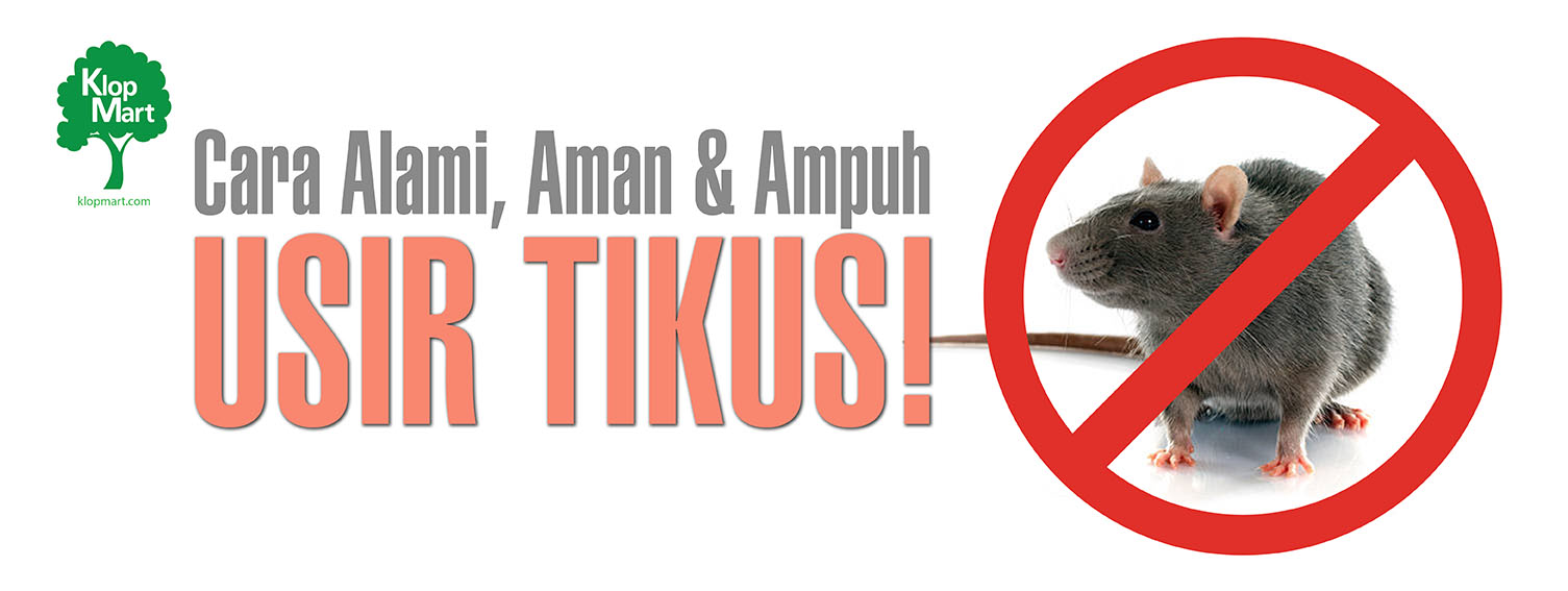 Detail Cara Menjebak Tikus Di Rumah Nomer 43