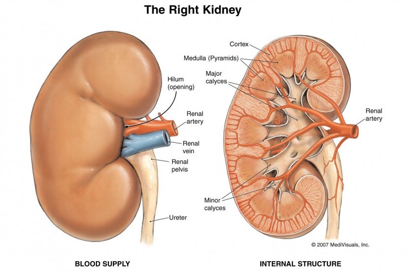 Detail Cara Menjual Ginjal Di Rumah Sakit 2018 Nomer 49