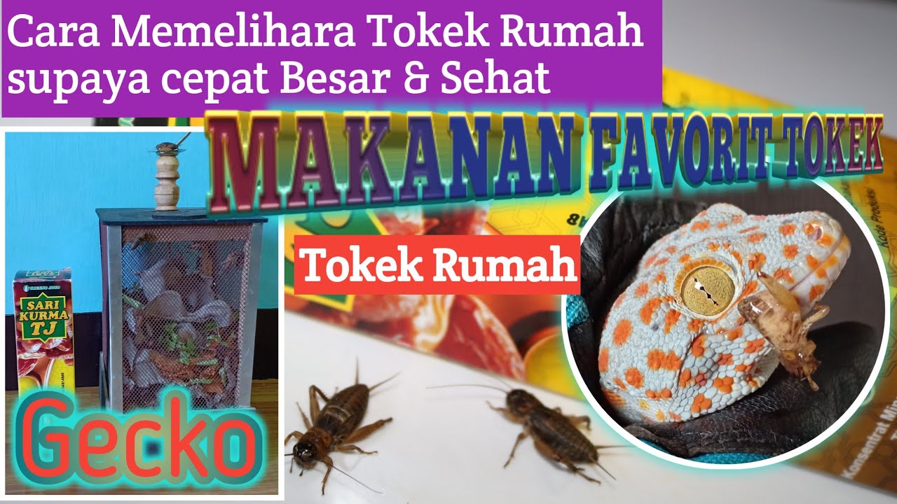 Detail Cara Merawat Tokek Rumah Nomer 11