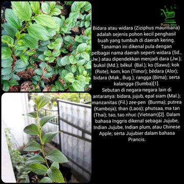 Detail Cara Meruqyah Rumah Dengan Daun Bidara Nomer 15