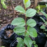 Detail Cara Meruqyah Rumah Dengan Daun Bidara Nomer 25