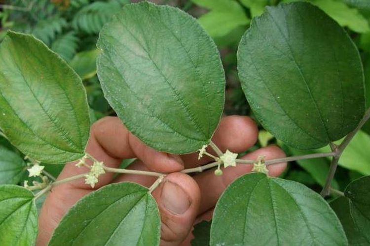 Detail Cara Meruqyah Rumah Dengan Daun Bidara Nomer 28