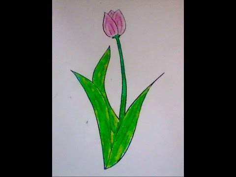 Detail Cara Mudah Menggambar Bunga Tulip Nomer 9