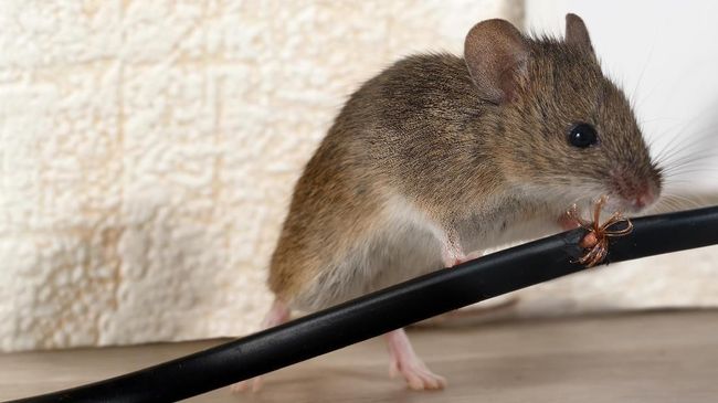 Cara Mudah Mengusir Tikus Dari Rumah - KibrisPDR