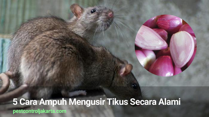 Detail Cara Mudah Mengusir Tikus Dari Rumah Nomer 3