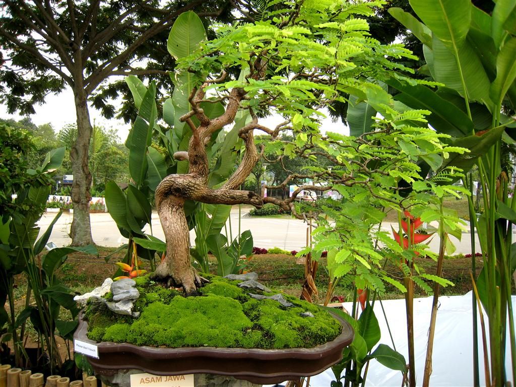 Detail Cara Pecah Batang Bonsai Asam Jawa Nomer 15