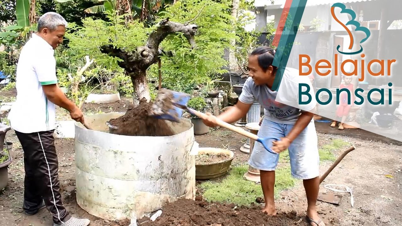 Detail Cara Pecah Batang Bonsai Asam Jawa Nomer 16