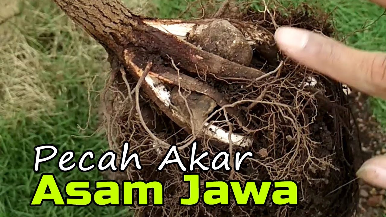 Detail Cara Pecah Batang Bonsai Asam Jawa Nomer 4