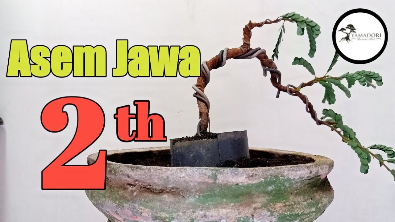 Detail Cara Pecah Batang Bonsai Asam Jawa Nomer 27