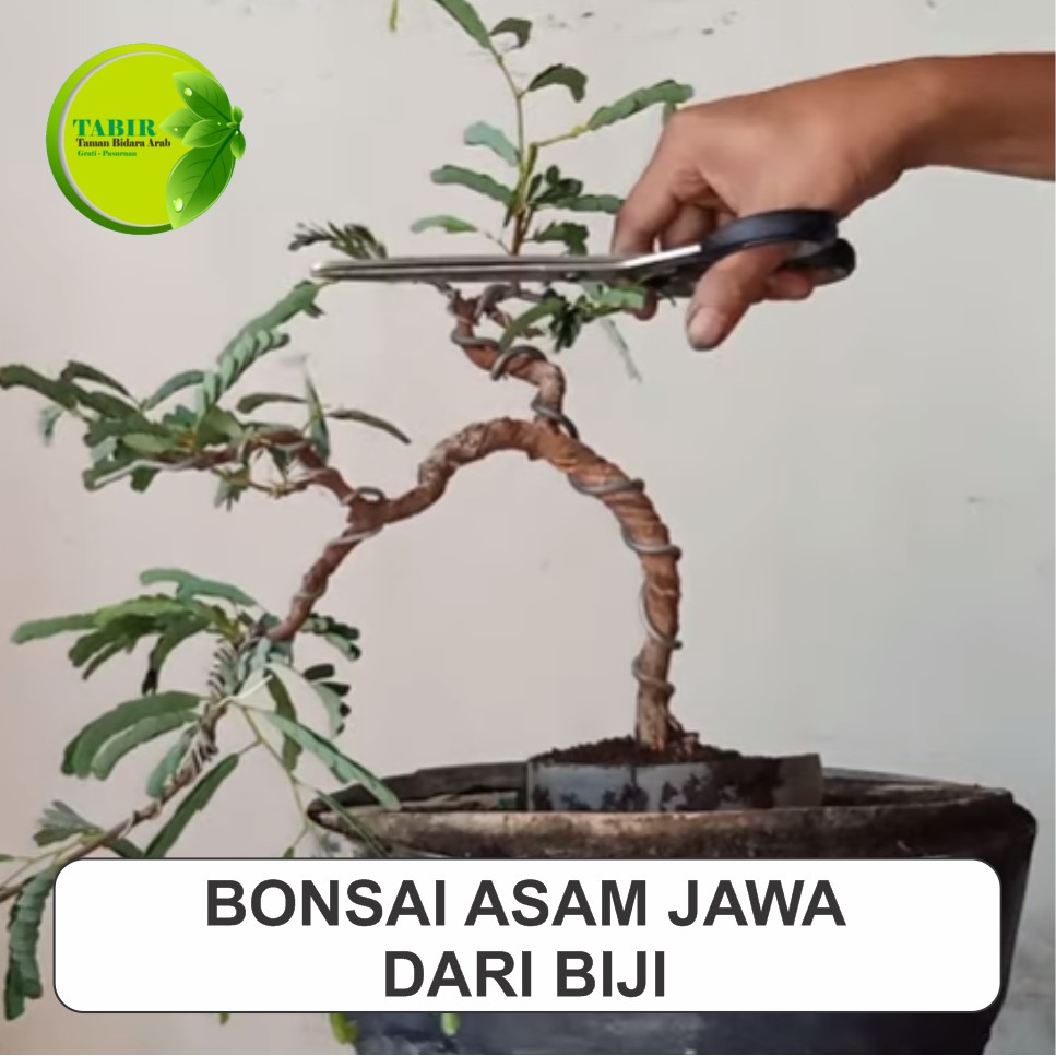 Detail Cara Pecah Batang Bonsai Asam Jawa Nomer 28