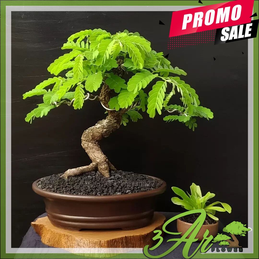 Detail Cara Pecah Batang Bonsai Asam Jawa Nomer 30