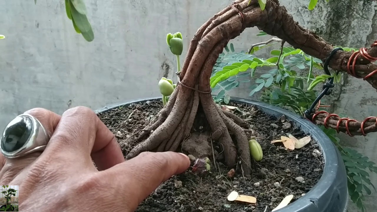 Detail Cara Pecah Batang Bonsai Asam Jawa Nomer 6