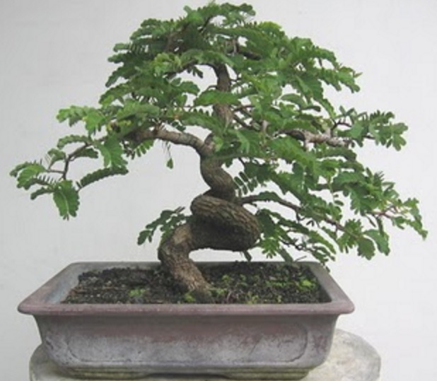 Detail Cara Pecah Batang Bonsai Asam Jawa Nomer 37