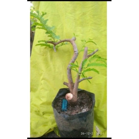 Detail Cara Pecah Batang Bonsai Asam Jawa Nomer 40