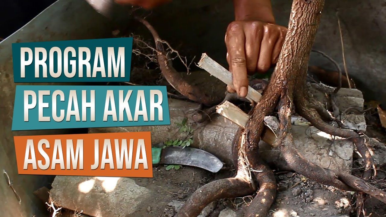 Detail Cara Pecah Batang Bonsai Asam Jawa Nomer 8