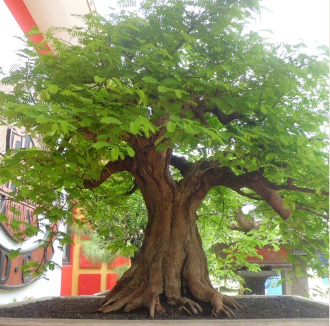 Detail Cara Pecah Batang Bonsai Asam Jawa Nomer 9