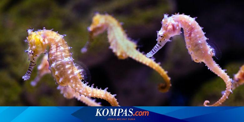 Detail Cara Perkembangbiakan Kuda Laut Nomer 2