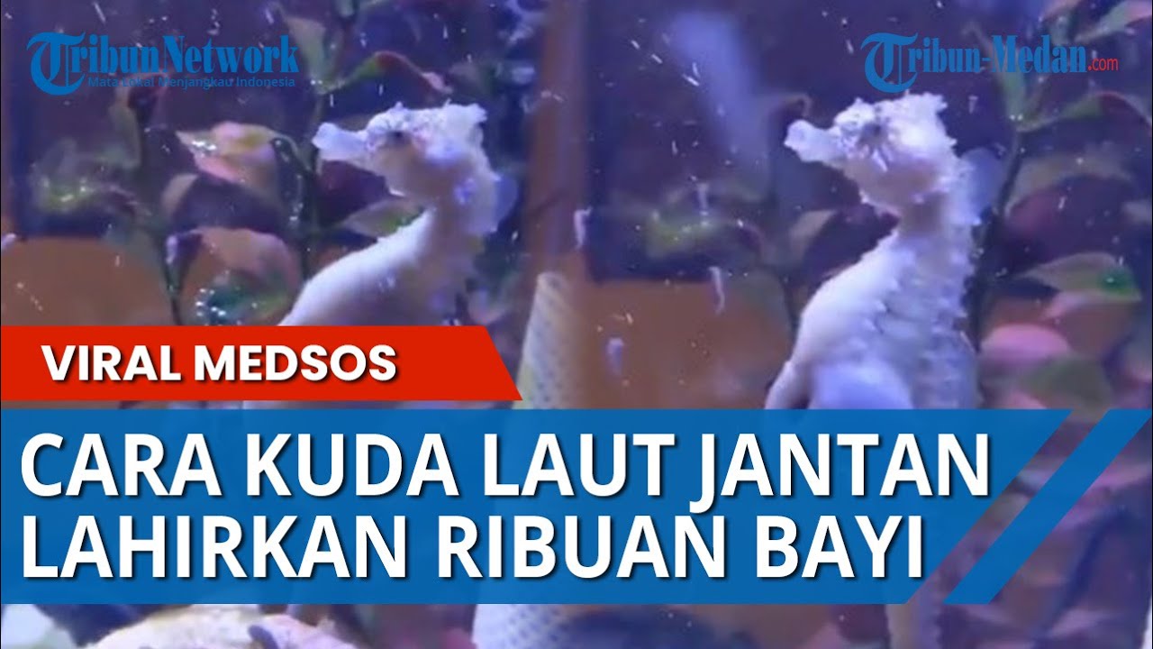 Detail Cara Perkembangbiakan Kuda Laut Nomer 30