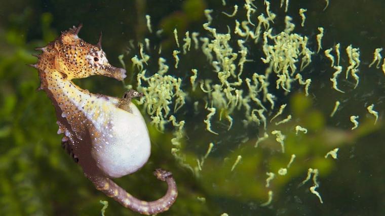 Detail Cara Perkembangbiakan Kuda Laut Nomer 6