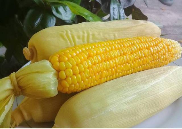 Detail Cara Rebus Jagung Nomer 22