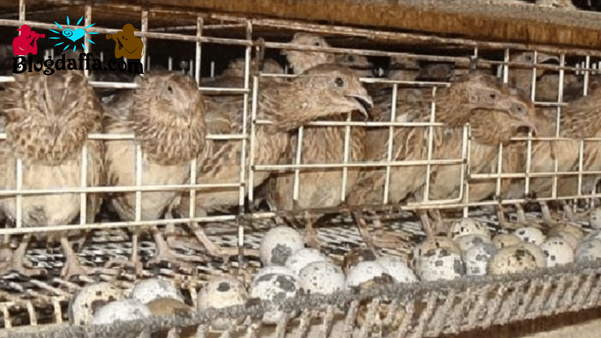 Detail Cara Ternak Burung Puyuh Di Rumah Nomer 13