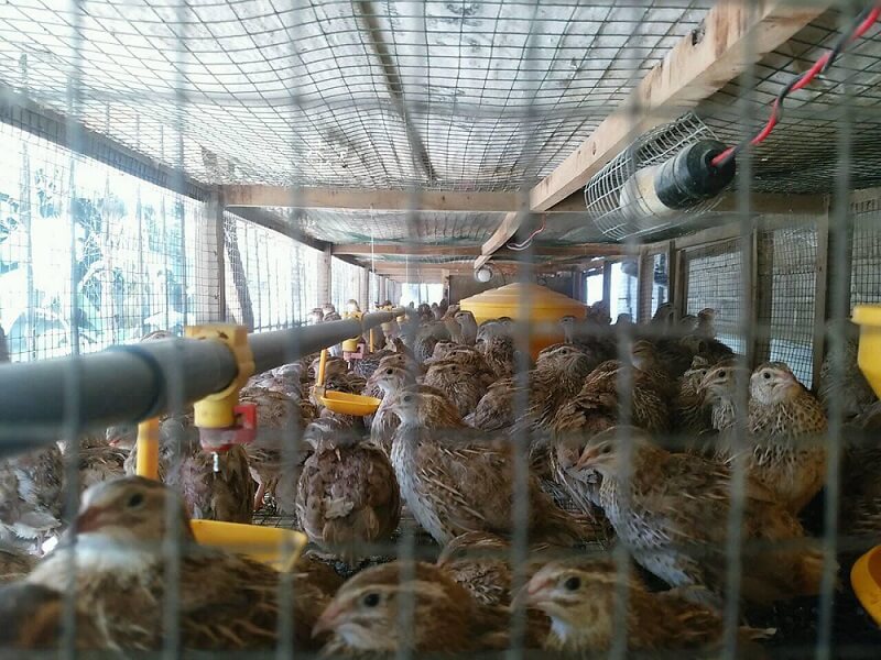 Detail Cara Ternak Burung Puyuh Di Rumah Nomer 20