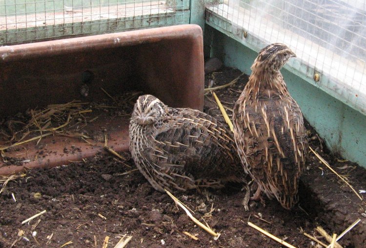 Detail Cara Ternak Burung Puyuh Di Rumah Nomer 35