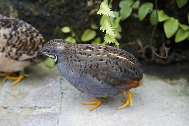 Detail Cara Ternak Burung Puyuh Di Rumah Nomer 42