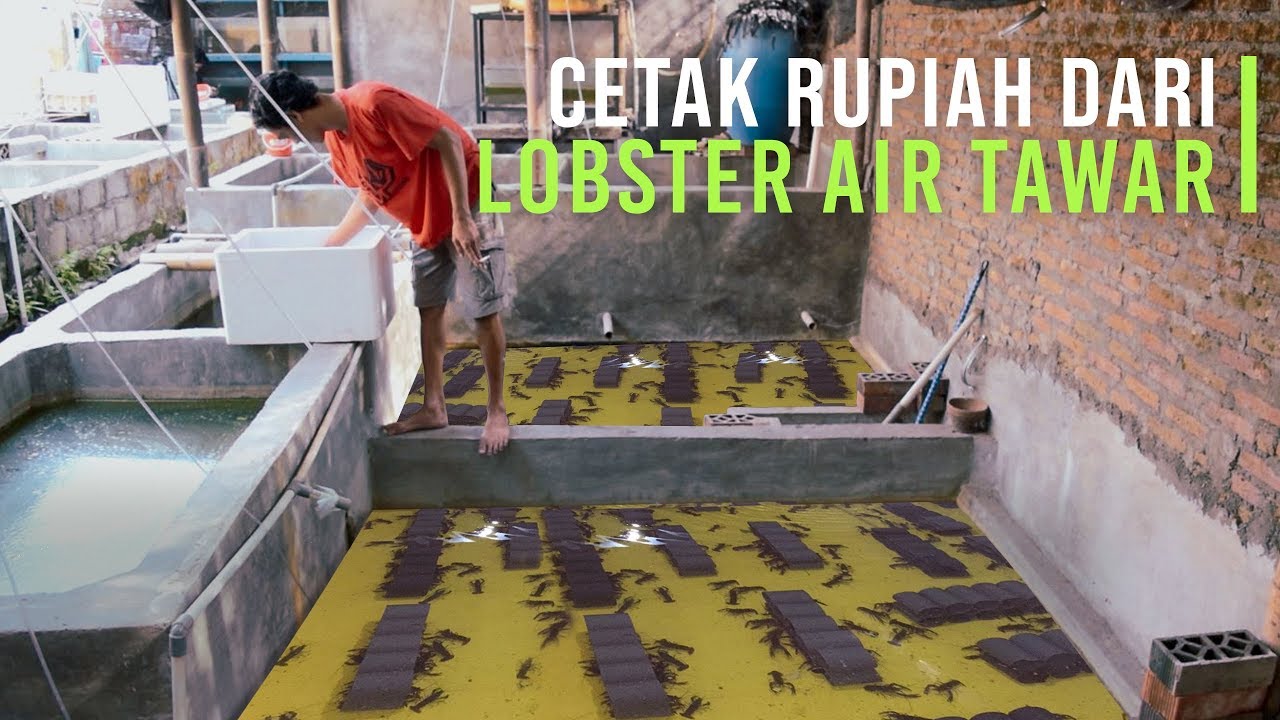 Cara Ternak Lobster Air Tawar Di Rumah - KibrisPDR