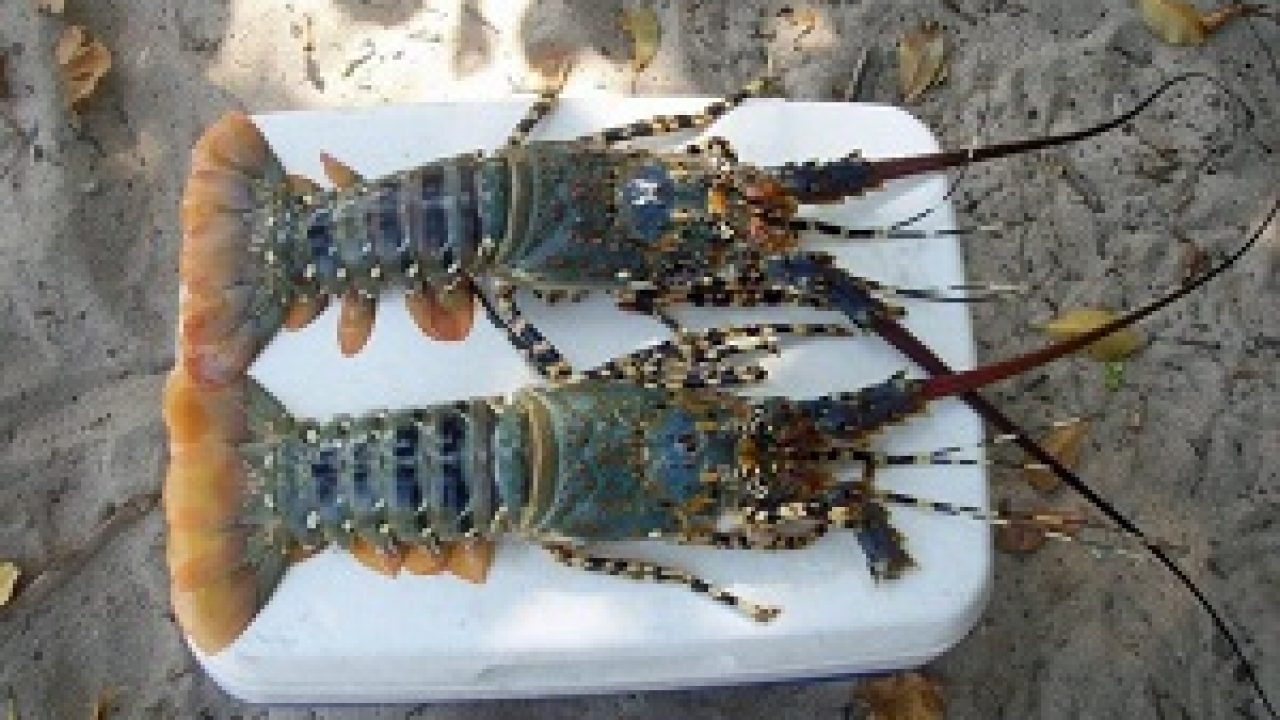 Detail Cara Ternak Lobster Air Tawar Di Rumah Nomer 10