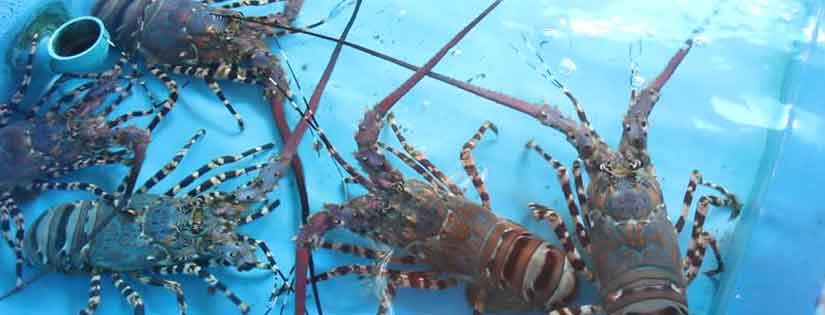 Detail Cara Ternak Lobster Air Tawar Di Rumah Nomer 11