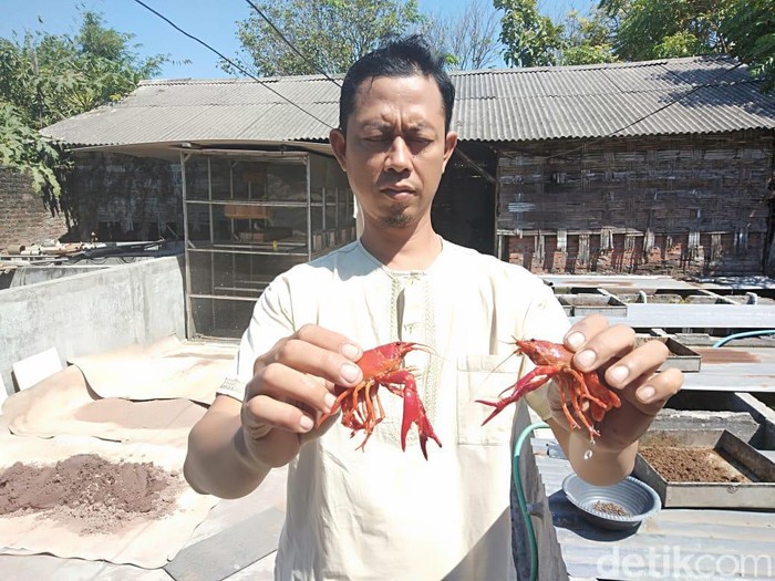 Detail Cara Ternak Lobster Air Tawar Di Rumah Nomer 13