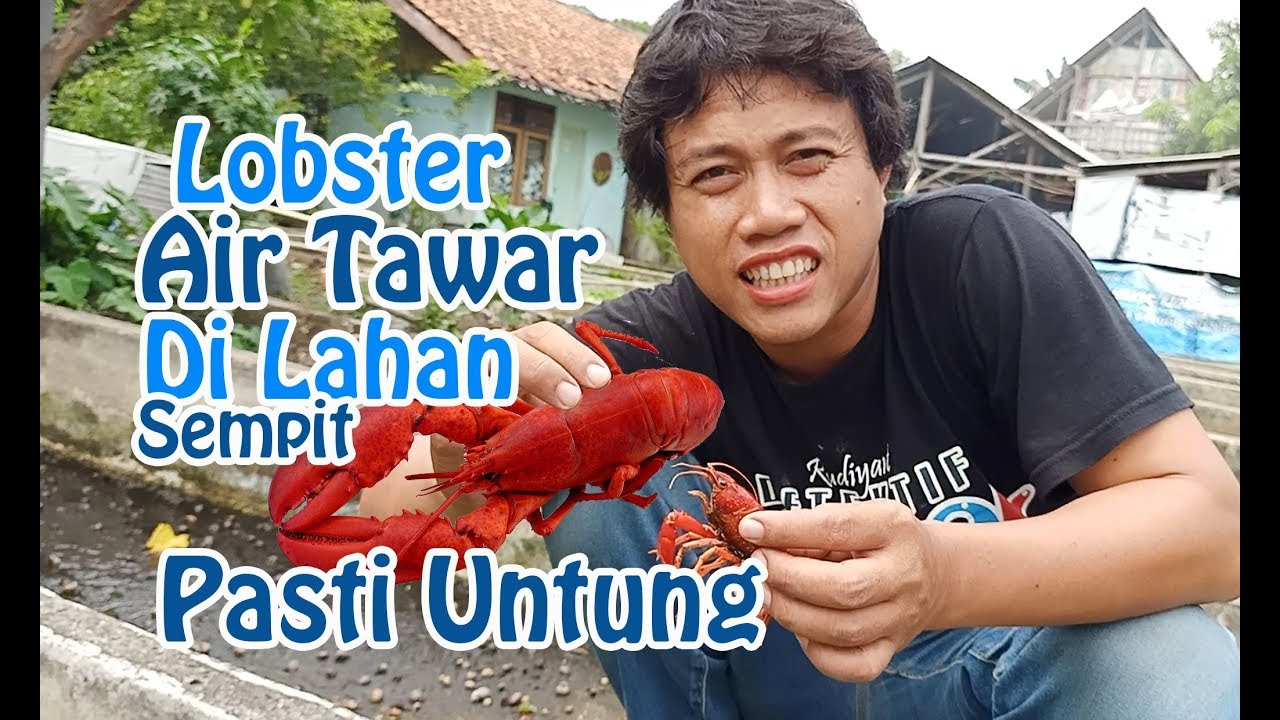 Detail Cara Ternak Lobster Air Tawar Di Rumah Nomer 27