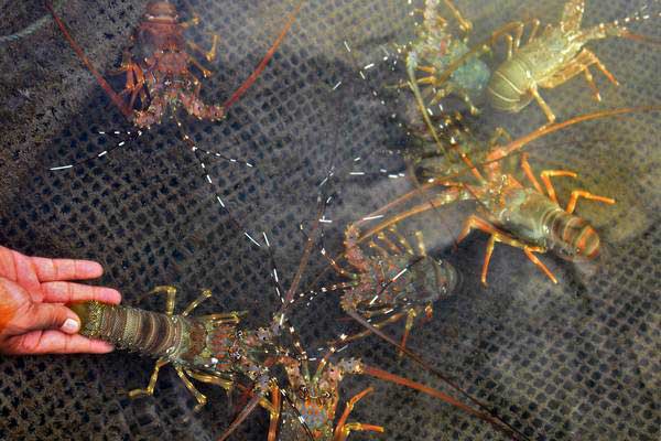 Detail Cara Ternak Lobster Air Tawar Di Rumah Nomer 33