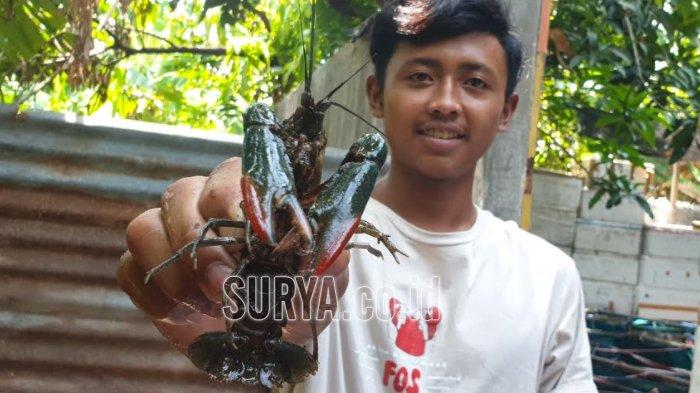 Detail Cara Ternak Lobster Air Tawar Di Rumah Nomer 37