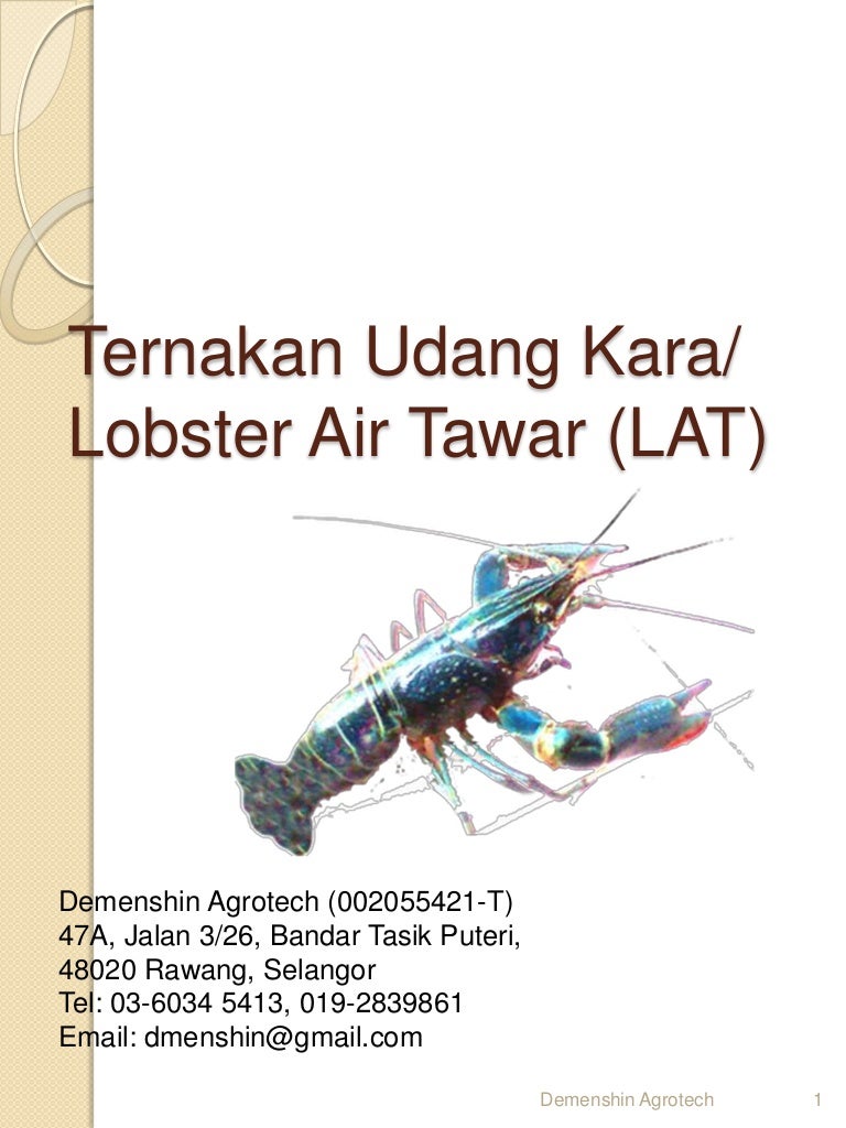 Detail Cara Ternak Lobster Air Tawar Di Rumah Nomer 44