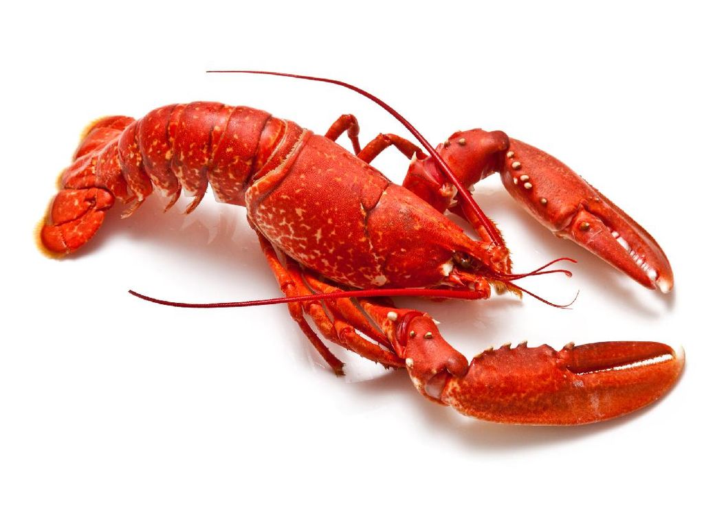 Detail Cara Ternak Lobster Air Tawar Di Rumah Nomer 46