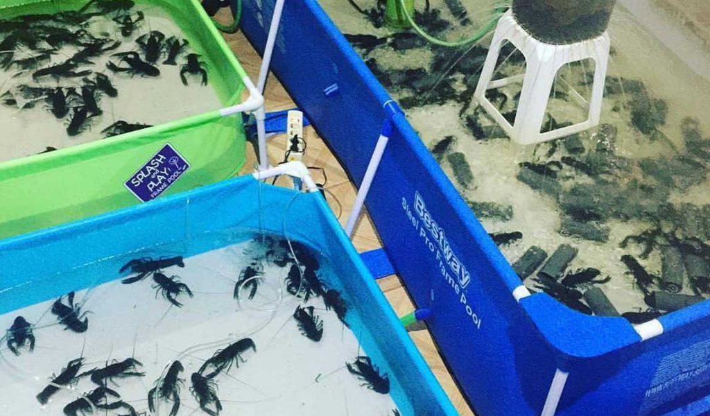 Detail Cara Ternak Lobster Air Tawar Di Rumah Nomer 5