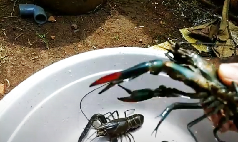 Detail Cara Ternak Lobster Air Tawar Di Rumah Nomer 8