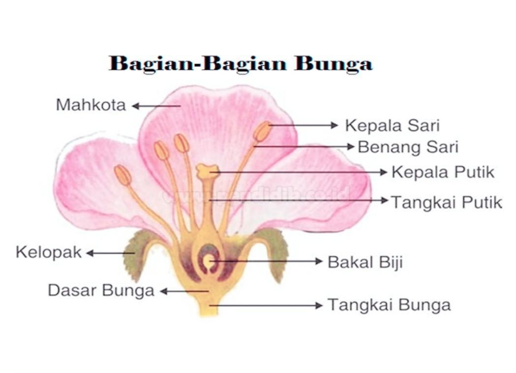 Detail Cara Untuk Menggambar Bunga Kamboja Nomer 53