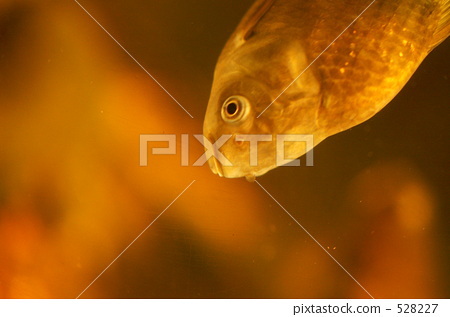 Detail Carassius Auratus Langsdorfii Nomer 19